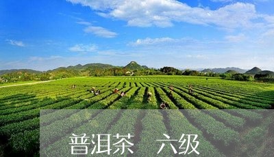 普洱茶 六级/2023042567450